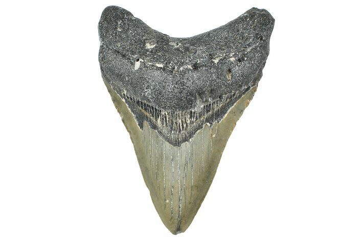 Serrated, Fossil Megalodon Tooth - North Carolina #364987